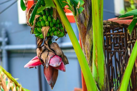 Beautiful Banana tree and pink bud hanging with bunch of growing, not fully ripe green bananas, plantation at rain-forest isolated from background. Close up view