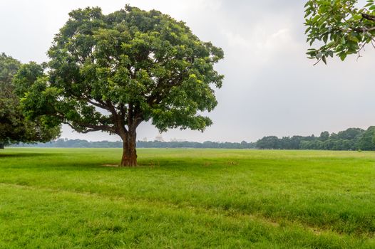 A large oak tree in green field, isolated against white sky background.