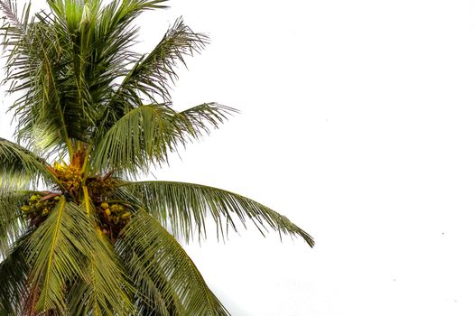 Coconut tree branch isolated on white background. Image was taken from tropical Caribbean beach island on a bright sunny summer day on a vertical landscape style from Mumbai, India, Asia