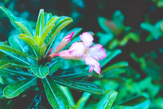 Unknown pink flower close up