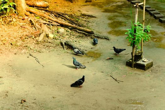 View Flock of beautiful feral pigeons close up. Pigeon birds: Symbol of peace. Kolkata, India, Asia