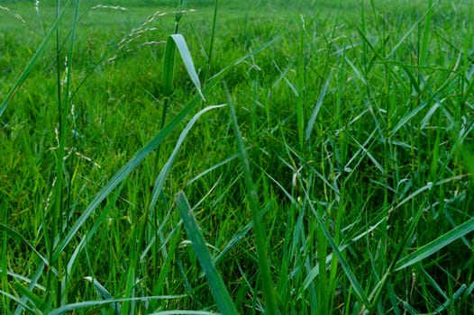 Nature background: Close up of seamless colorful fresh green grass surface in a sunny day morning isolated. This photograph can be used as an abstract pattern texture design for decorative element.