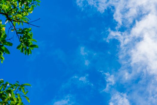 The canopy of tall trees framing a clear blue sky, with the sun shining through. Nature landscape. Summer background. Wallpaper, banner, textured element. Modern style decorative border concept.