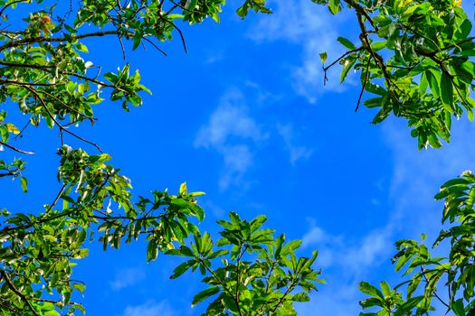 The canopy of tall trees framing a clear blue sky, with the sun shining through. Nature landscape. Summer background. Wallpaper, banner, textured element. Modern style decorative border concept.