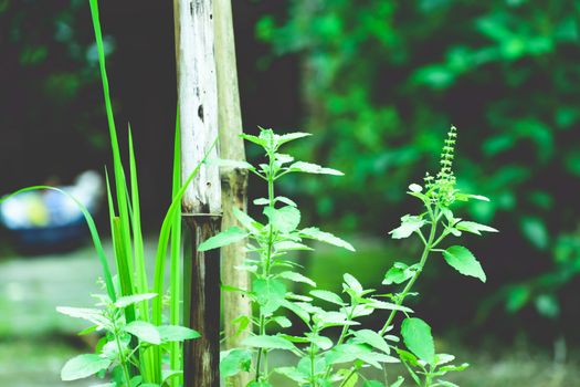 Tulasi green tree plant (also spelled Thulasi or Tulsi) taken in nature background. It is used as Ayurveda in traditional medicine , herbal or green tea, spa industry or cooking purpose in India Asia