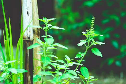 Tulasi green tree plant (also spelled Thulasi or Tulsi) taken in nature background. It is used as Ayurveda in traditional medicine , herbal or green tea, spa industry or cooking purpose in India Asia