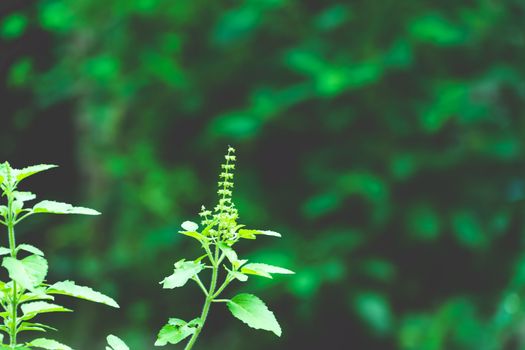 Tulasi green tree plant (also spelled Thulasi or Tulsi) taken in nature background. It is used as Ayurveda in traditional medicine , herbal or green tea, spa industry or cooking purpose in India Asia