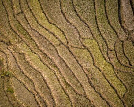 Top down aerial view of paddy fields in winter, Nepal