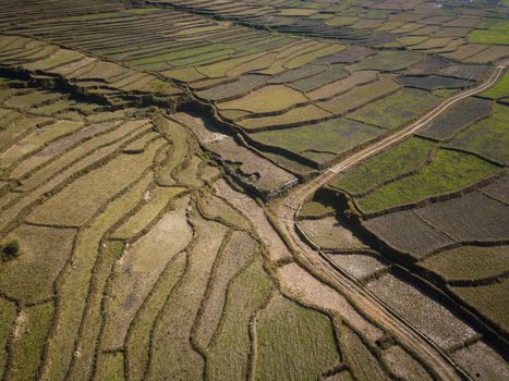 Aerial view of paddy fields in winter, Nepal