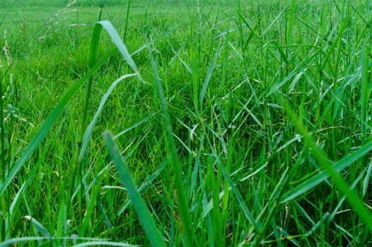 Nature background: Close up of seamless colorful fresh green grass surface in a sunny day morning isolated. This photograph can be used as an abstract pattern texture design for decorative element.