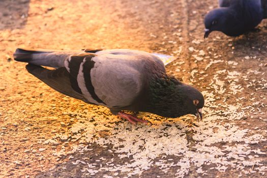 A flock of pigeons sitting in a summer Park. Gray Dove on Beautiful sunny day. Freedom Peace Concept. Selective focus on 1 pigeon bird in a group. Snapped in international peace day 2017