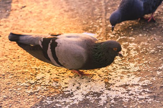 A flock of pigeons sitting in a summer Park. Gray Dove on Beautiful sunny day. Freedom Peace Concept. Selective focus on 1 pigeon bird in a group. Snapped in international peace day 2017