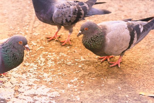 A flock of pigeons sitting in a summer Park. Gray Dove on Beautiful sunny day. Freedom Peace Concept. Selective focus on 1 pigeon bird in a group. Snapped in international peace day 2017