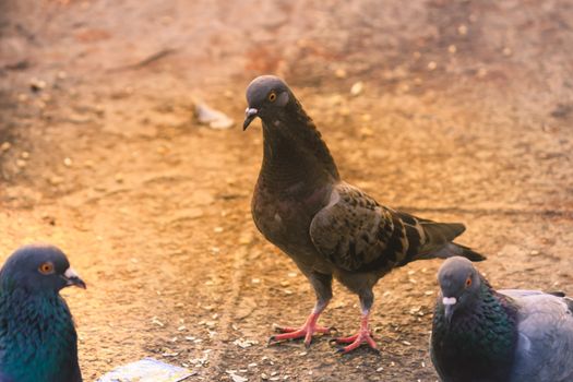 A flock of pigeons sitting in a summer Park. Gray Dove on Beautiful sunny day. Freedom Peace Concept. Selective focus on 1 pigeon bird in a group. Snapped in international peace day 2017