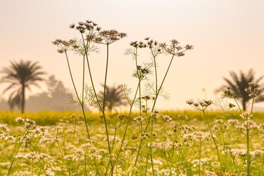 Landscape view of Yellow color rapeseed muster flowers On the horizon of woodland Nadia, West Bengal, India. Scientific name: "Brassica NapusFlowers". Blooming agriculture field outdoors photography.