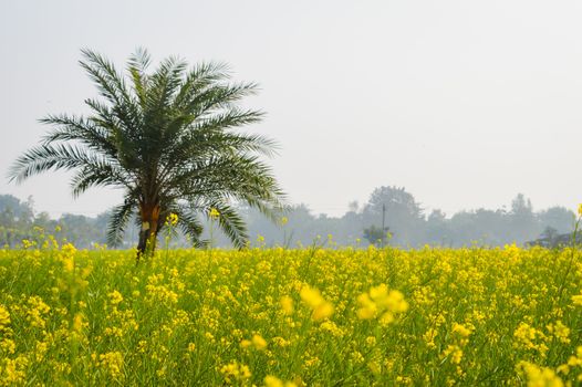 Landscape view of Yellow color rapeseed muster flowers On the horizon of woodland Nadia, West Bengal, India. Scientific name: "Brassica NapusFlowers". Blooming agriculture field outdoors photography.