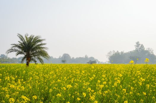 Landscape view of Yellow color rapeseed muster flowers On the horizon of woodland Nadia, West Bengal, India. Scientific name: "Brassica NapusFlowers". Blooming agriculture field outdoors photography.