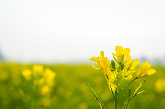 Landscape view of Yellow color rapeseed muster flowers On the horizon of woodland Nadia, West Bengal, India. Scientific name: "Brassica NapusFlowers". Blooming agriculture field outdoors photography.