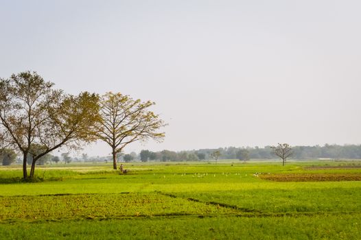 Landscape view of Yellow color rapeseed muster flowers On the horizon of woodland Nadia, West Bengal, India. Scientific name: "Brassica NapusFlowers". Blooming agriculture field outdoors photography.