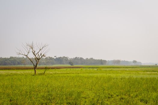 Landscape view of Yellow color rapeseed muster flowers On the horizon of woodland Nadia, West Bengal, India. Scientific name: "Brassica NapusFlowers". Blooming agriculture field outdoors photography.