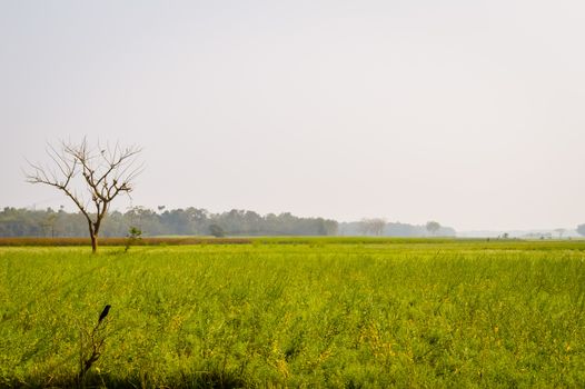 Landscape view of Yellow color rapeseed muster flowers On the horizon of woodland Nadia, West Bengal, India. Scientific name: "Brassica NapusFlowers". Blooming agriculture field outdoors photography.