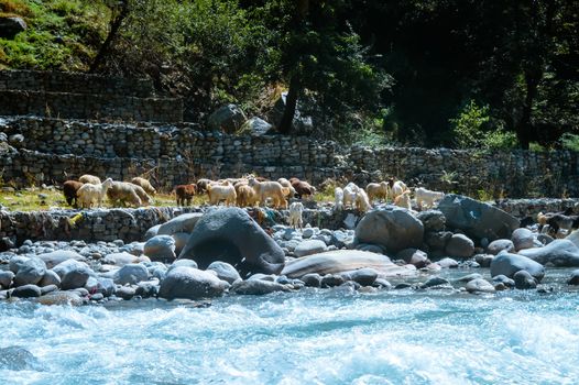 A group of Himalayan big-horned sheep goat on the lakeside of BEAS river. View of domestic herd of animal from agriculture farm of a small village of Asian Himalaya mountain valley, India, Asia.