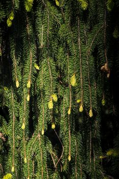 Part of a green pine  tree in view in summer