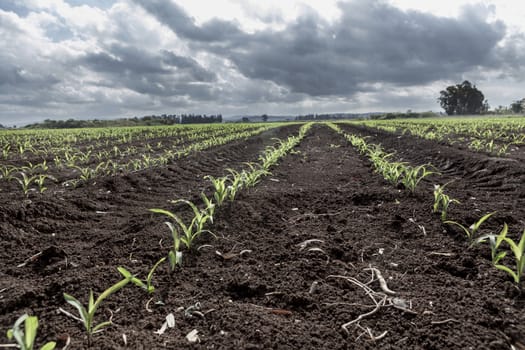 Beautiful cloudy sky and ground with plants