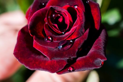 Beautiful colorful Rose with water drops on it