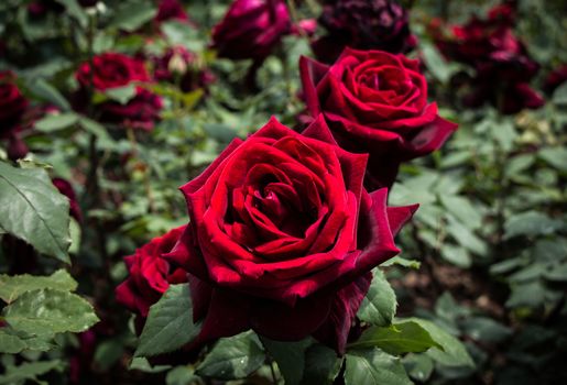 Blooming beautiful colorful roses in the garden background