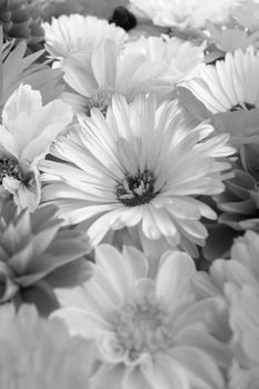 Pale calendula flower in selective focus among pretty garden blooms - monochrome processing