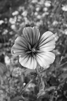 Malope trifida bloom grows in a pretty flower bed in summer - monochrome processing