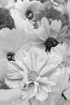 Pale cosmos flower in selective focus with calendulas and rudbeckia flowers - monochrome processing