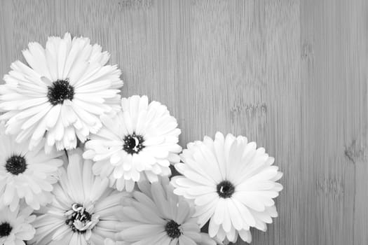 Calendula flowers arranged on a bamboo background with copy space - monochrome processing