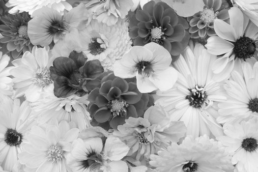 Floral background of garden flowers - calendulas, dahlias, rudbeckia, cosmos and nasturtiums - monochrome processing