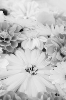 Calendula flower in selective focus among a mix of summer flowers - monochrome processing