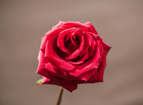 One red rose on a stem on a gray background, Valentine's day.