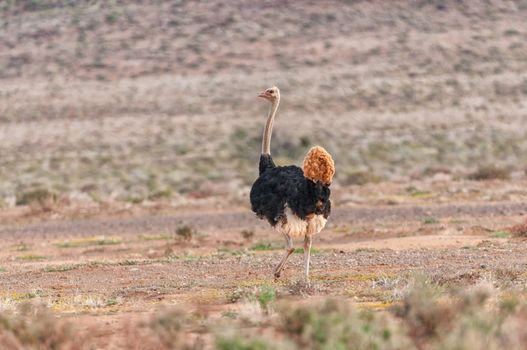 A male ostrich, Struthio camelus, running in the Tankwa Karoo in the Northern Cape Province of South Africa