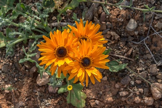 Flowers of the Asteraceae spesies in the Tankwa Karoo in the Northern Cape Province of South Africa