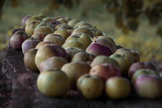 Ripe green apples on the bench attract the eye and attract them to feel their flavor