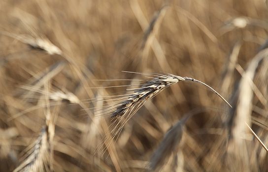 Ears of golden wheat delight the eye at harvest.