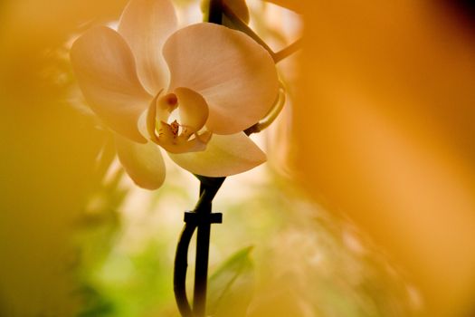 Early in the morning, a gentle, sunny, romantic orchid beckons with its colors