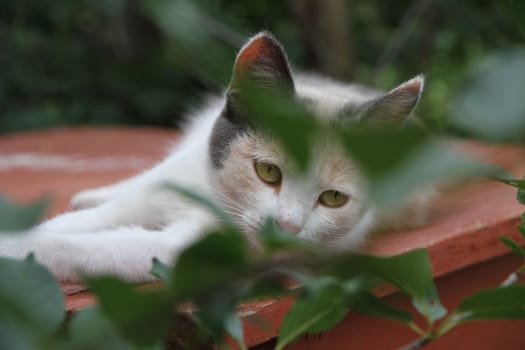 young tricolor cat beige white black animal ears eyes paws animal style