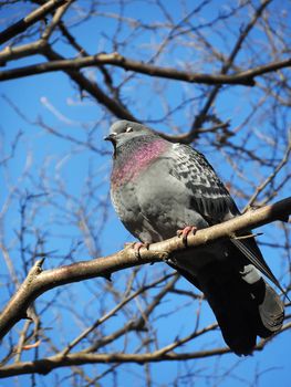 Dove is the feathered companion of man