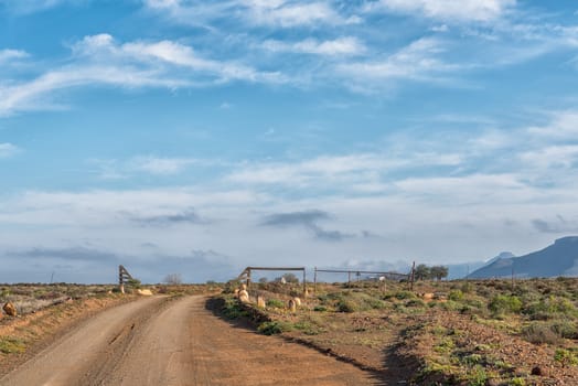 A road landscape in the Tankwa Karoo of South Africa. A cattle grid gate is visible