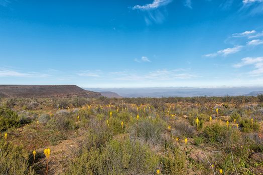 Yellow bulbinellas (Bulbinella nutans), on top of the Gannaga Pass in the Tankwa Karoo of South Africa
