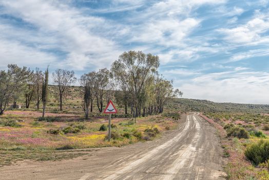 A road landscape with purple and yellow wild flowers near Gannaga Lodge in the Tankwa Karoo of South Africa. A road sign is visible