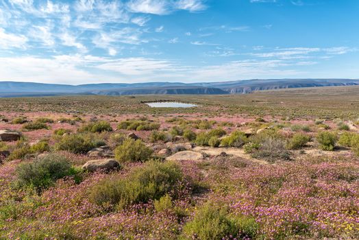 A landscape with purple wild flowers and a dam near Gannaga Lodge in the Tankwa Karoo of South Africa
