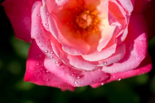 Beautiful colorful Rose with water drops on it