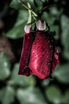 Beautiful colorful Rose with water drops on it